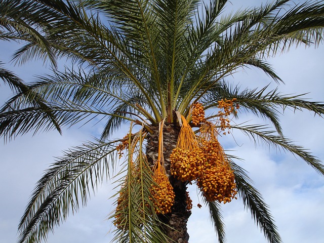 Date Fruit Tree